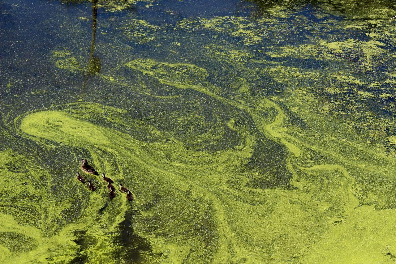 Blue-Green Algae Alert: Palm Beach County Issues Warning